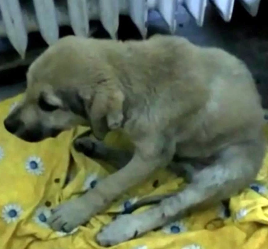 2 yaralı köpek tedavi için İstanbul’a götürüldü