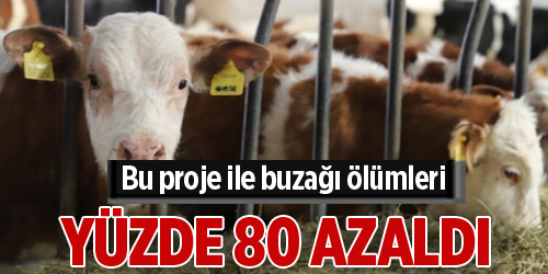 Buzağı ölümlerinin engellenmesi projesinde 3. dönem başladı