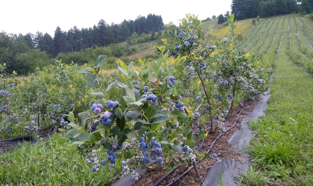 Bursa Büyükşehir’in ihracat hedefi 1 milyon dolar