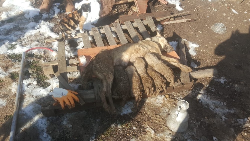 Çöken metruk binanın enkazında kalan köpek ve yavrularını itfaiye kurtardı