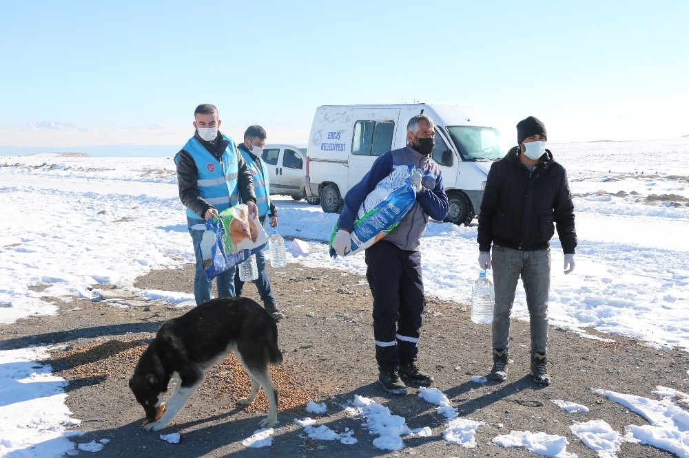 Erciş’te sokak hayvanlarına ’vefa’ desteği