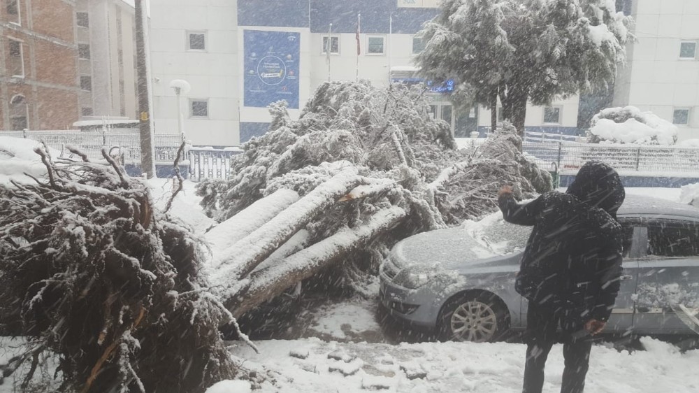 Kar nedeniyle ağaç aracın üzerine yıkıldı
