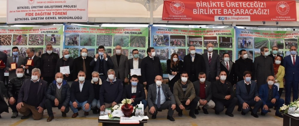 Milas’ta 300 bin ada çayı fidesi dağıtıldı