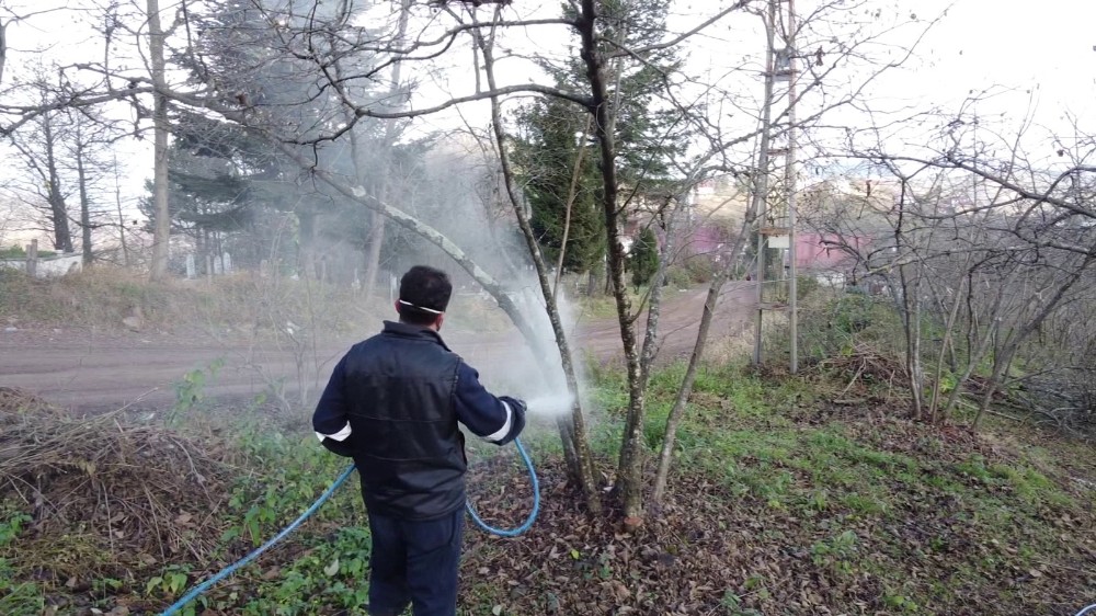 Ordu’da fındık bahçeleri büyükşehire emanet