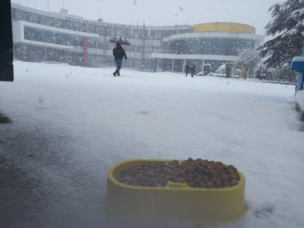 Sokak hayvanlarına vitamin takviyeli yem