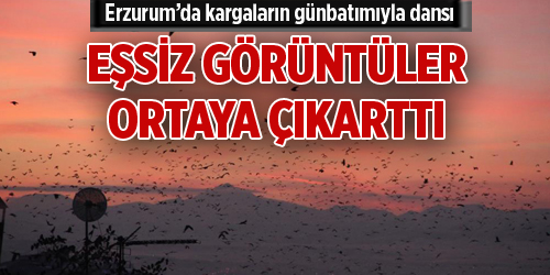 Erzurum’da kargaların günbatımıyla dansı eşsiz görüntüler ortaya çıkarttı