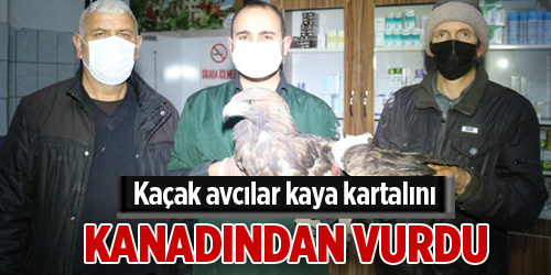 Kaçak avcılar kaya kartalını kanadından vurdu