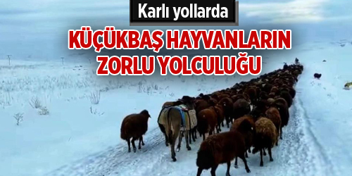 Karlı yollarda küçükbaş hayvanların zorlu yolculuğu