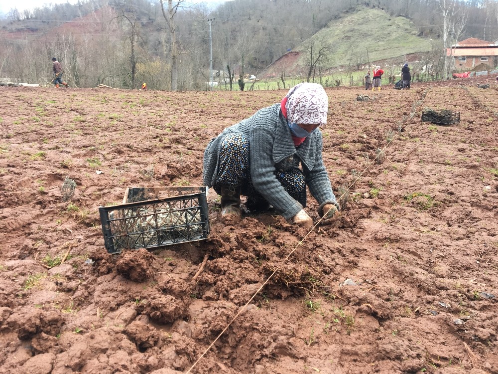 Bartın’da lavanta yetiştiriciliği yaygınlaşıyor