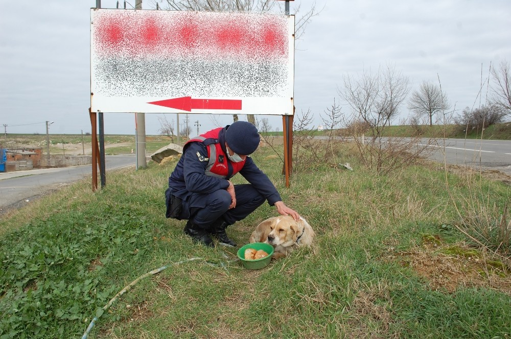 Jandarmadan uygulama sırasında yanına gelen köpeğe şefkat