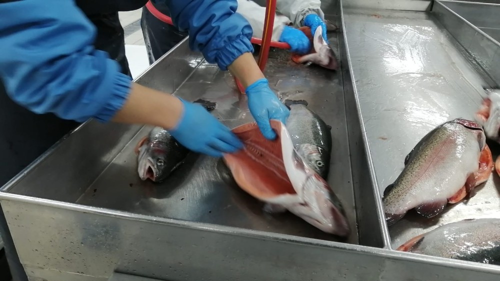 Rize’de üretilen Somon Balığı’nın ihracatı bu yıl yüzde 55 arttı