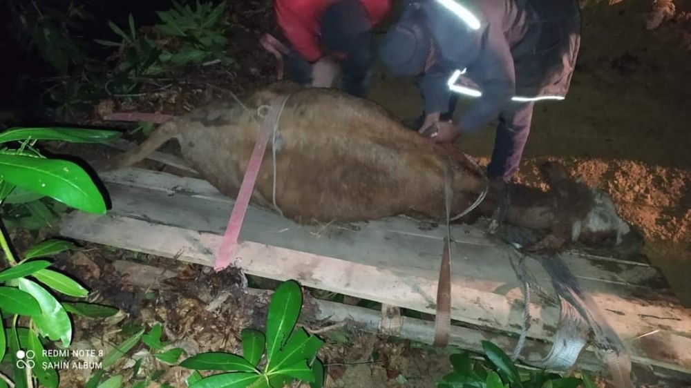 Türkeli’de uçurumda mahsur kalan büyükbaş hayvan kurtarıldı