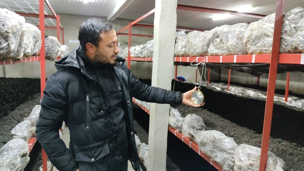 Üniversiteden mezun oldu, mantar üretimine başladı