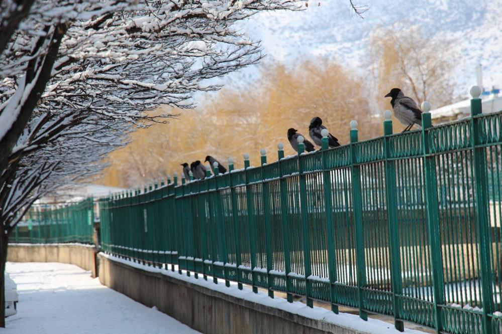 Kargaların kartopu keyfi